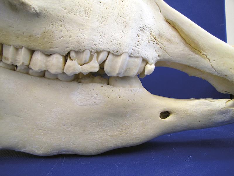 Skull of a 3 year-old donkey, showing an irregular mandible due to the presence of eruption cysts beneath the premolars. Note the presence of the 507 cap.