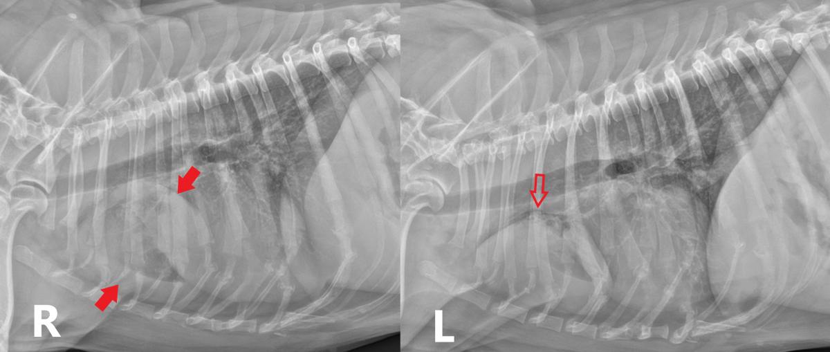 Right (R) and left (L) lateral thoracic radiographs of a 7-year-old male castrated West Highland White Terrier presenting for restaging and potential surgical excision of a previously diagnosed cranioventral thoracic mass. A homogeneous soft tissue opaque mass with sharp, rounded margins was identified in the cranioventral thorax (solid arrows), with margins that were sharper in left lateral projection when compared to right lateral. A mass effect consisting of displacement of the bronchi and pulmonary vasc