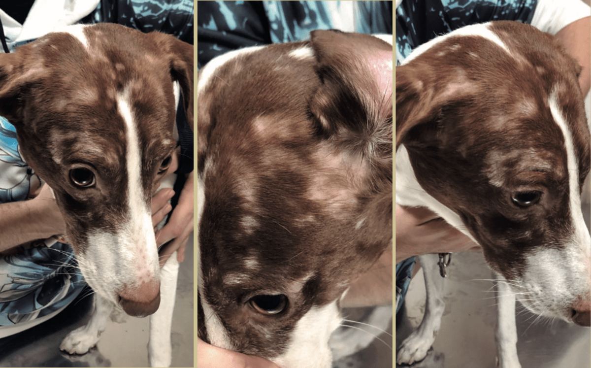 Disparates caballo de fuerza reloj Alopecia areata en el perro: a propósito de un caso clínico | IVIS