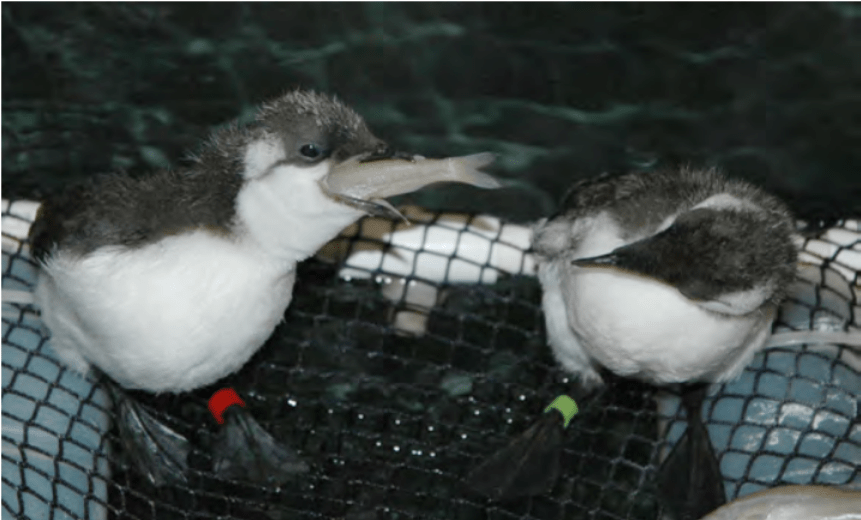 Photo 3: Bird Rescue image: Common murres feeding on net-bottomed cage insert