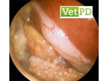 VetPD Endoscopy2