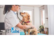VETtube Physical examination in diagnosis of common congenital heart diseases in dogs & cats