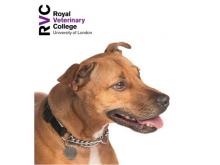 RVC - Canine renal disease