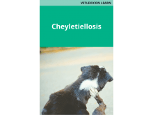 Cheyletiellosis