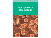 Mycoplasma Haemofelis