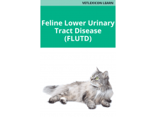 Feline Lower Urinary Tract Disease (FLUTD)